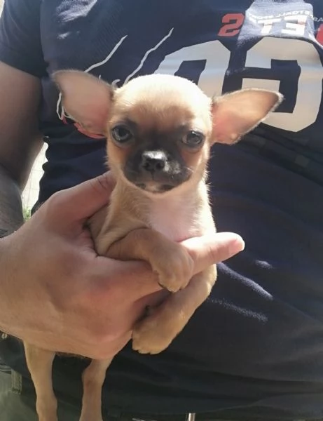 Cucciole di chihuahua 