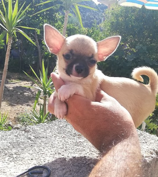 Cucciola di chihuahua toy femmina 