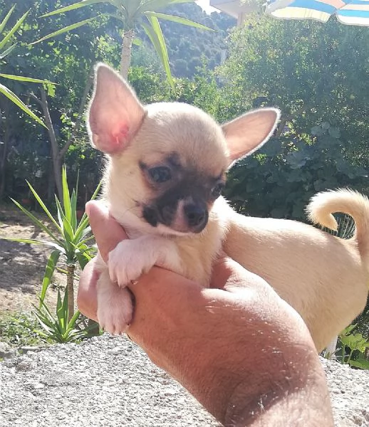 Cucciola di chihuahua toy femmina  | Foto 0