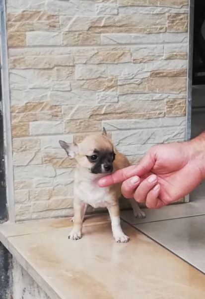 Cucciolo di chihuahua toy femmina  | Foto 1