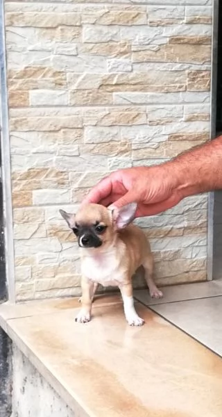 Cucciolo di chihuahua toy femmina 