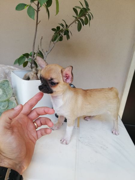 Cucciola di chihuahua toy 
