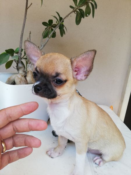 Cucciola di chihuahua toy  | Foto 1