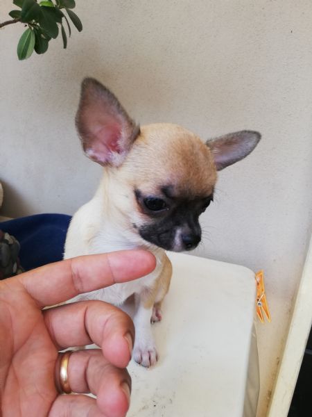 Cucciola di chihuahua toy  | Foto 0