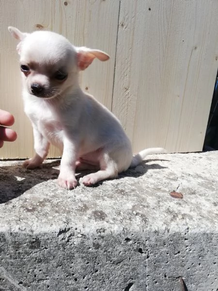 Cuccioli di chihuahua toy 