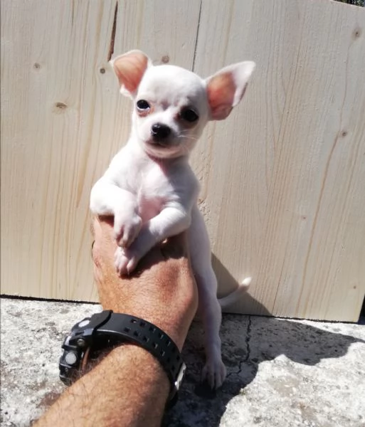 Cuccioli di chihuahua toy  | Foto 2