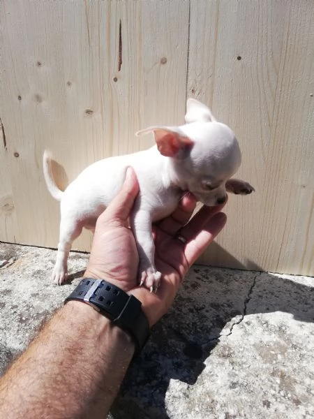 Cuccioli di chihuahua toy  | Foto 1