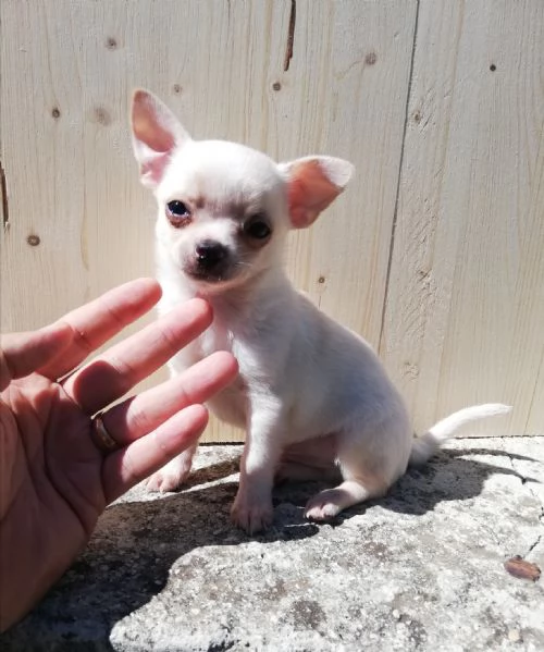 Cuccioli di chihuahua toy  | Foto 0