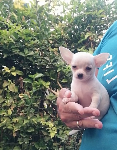 Cuccioli di chihuahua toy 
