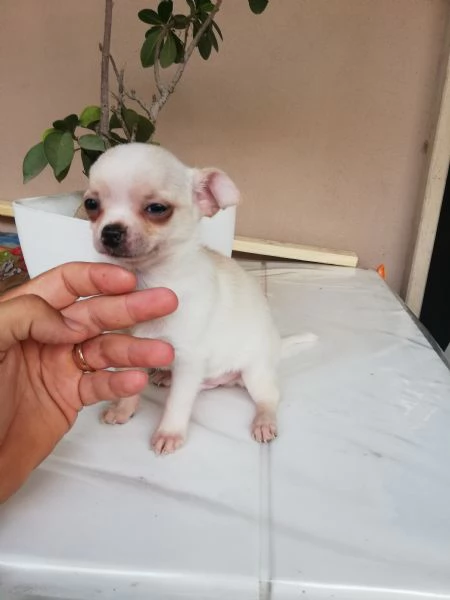 Cuccioli di chihuahua toy  | Foto 4