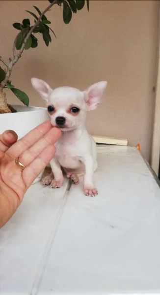 Cuccioli di chihuahua toy  | Foto 3