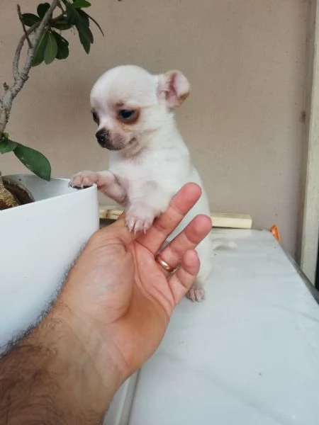 Cuccioli di chihuahua toy  | Foto 2