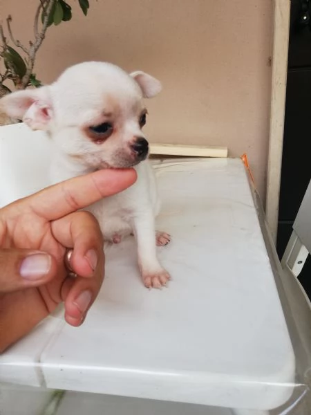 Cuccioli di chihuahua toy  | Foto 0