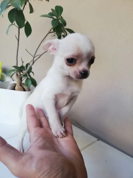 Cucciolo di chihuahua toy  | Foto 2