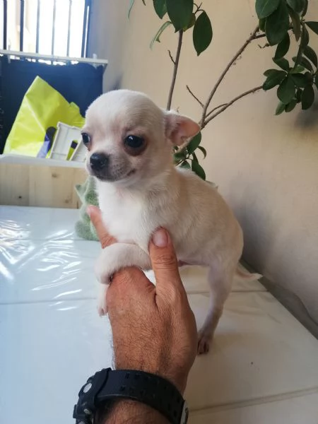 Cucciolo di chihuahua toy 