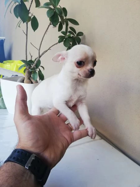Cucciolo di chihuahua toy  | Foto 1