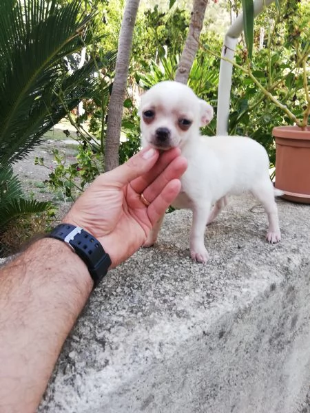 Cucciolo di chihuahua toy  | Foto 0