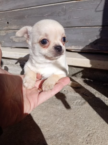 Cuccioli di Chihuahua toy | Foto 1