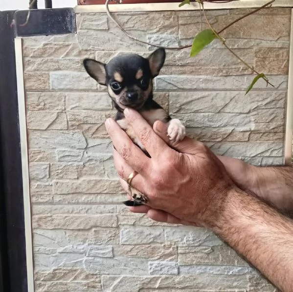 Cuccioli di Chihuahua toy | Foto 0