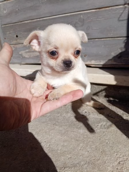 Cuccioli di Chihuahua toy