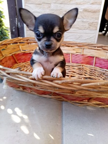 Cucciolo di Chihuahua | Foto 1