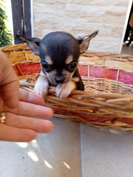 Cucciolo di Chihuahua | Foto 0