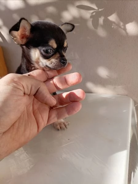 Cucciolo di Chihuahua | Foto 2