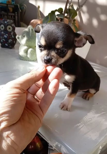 Cucciolo di Chihuahua