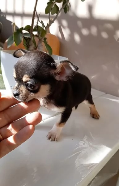 Cucciolo di Chihuahua | Foto 1
