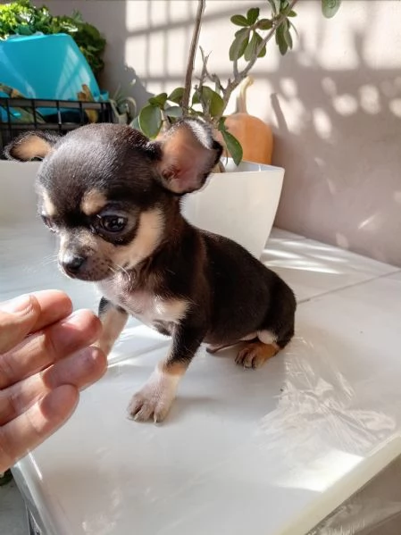 Cucciolo di Chihuahua | Foto 0