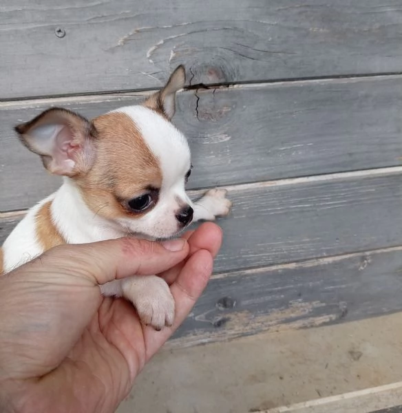 Cuccioli di Chihuahua