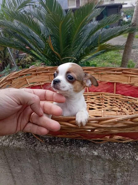 Cuccioli di Chihuahua | Foto 0
