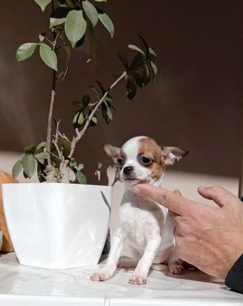 Cuccioli di Chihuahua toy