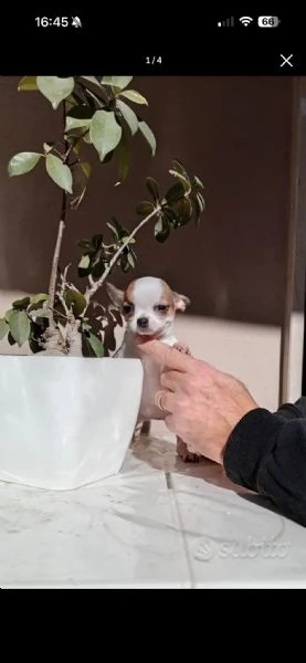 Cuccioli di Chihuahua toy | Foto 2