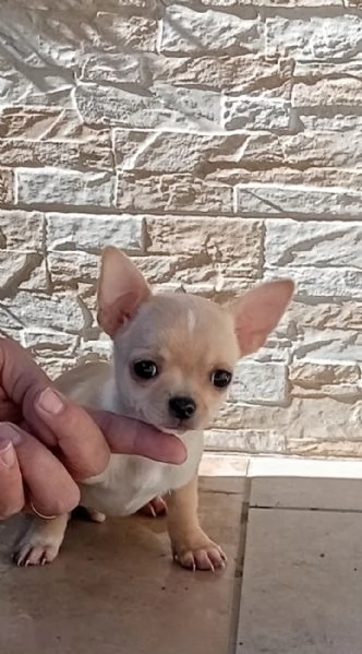 Cuccioli di Chihuahua toy | Foto 1