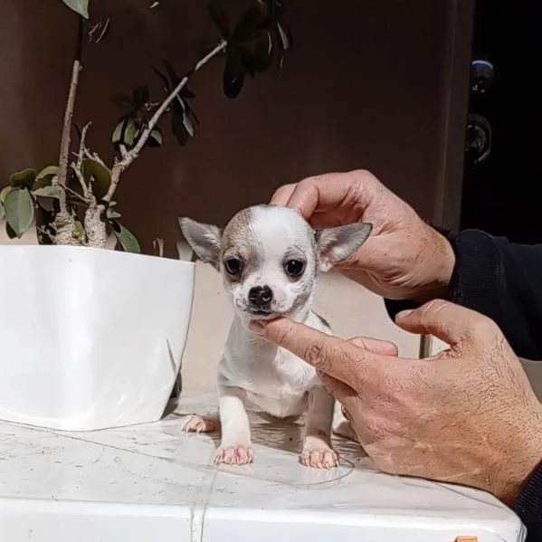 Cuccioli di Chihuahua toy | Foto 0