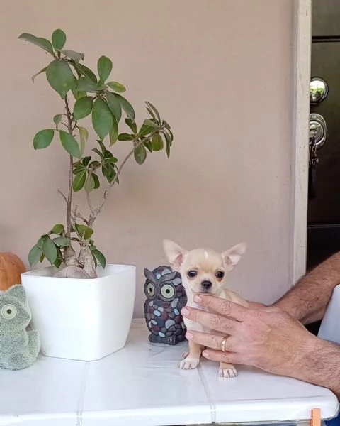 Cuccioli di Chihuahua toy | Foto 2