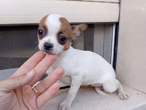 Cuccioli di Chihuahua toy | Foto 1