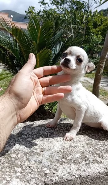Cuccioli di Chihuahua toy | Foto 0