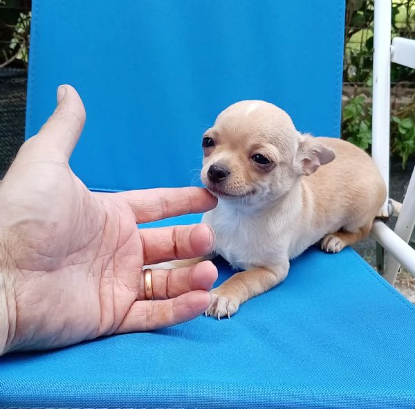 Cuccioli di Chihuahua toy