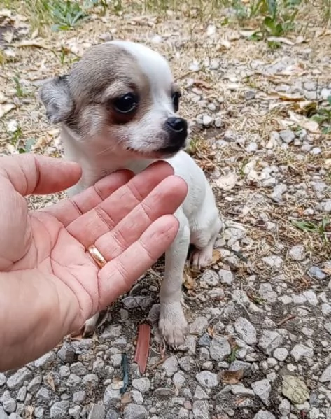 Cuccioli di Chihuahua toy | Foto 5