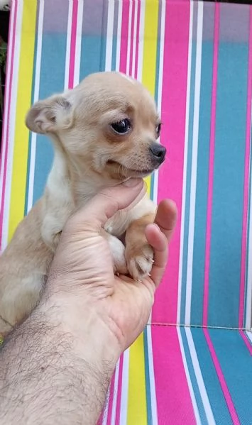 Cuccioli di Chihuahua toy | Foto 4