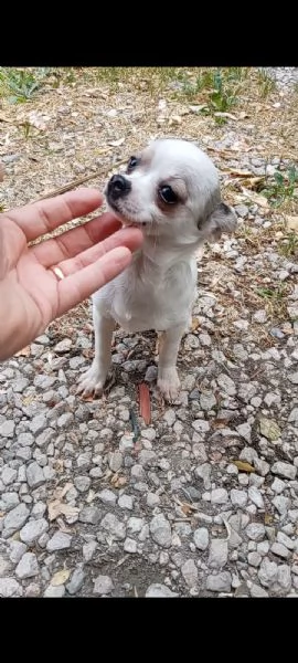 Cuccioli di Chihuahua toy | Foto 3