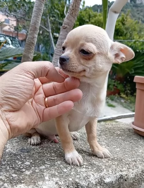 Cuccioli di Chihuahua toy | Foto 2