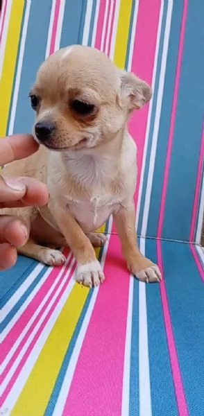 Cuccioli di Chihuahua toy | Foto 1