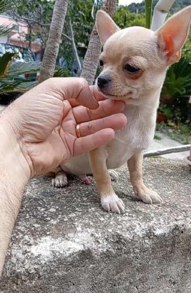 Cuccioli di Chihuahua toy