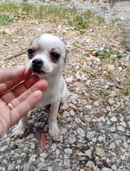 Cuccioli di Chihuahua toy | Foto 0