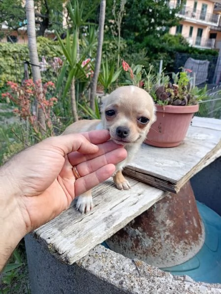 Cuccioli di Chihuahua toy | Foto 3