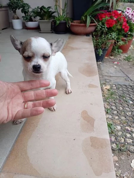 Cuccioli di Chihuahua toy | Foto 2