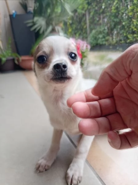 Cuccioli di Chihuahua toy | Foto 1